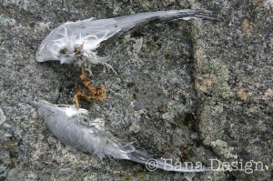 Seagull Wing Remains on a Cliff